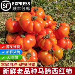 顺丰包邮云南新鲜蔬菜自然熟马蹄番茄老品种西红柿狮子头生吃水果