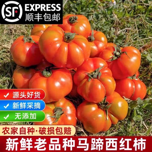 顺丰包邮云南新鲜蔬菜自然熟马蹄番茄老品种西红柿狮子头生吃水果