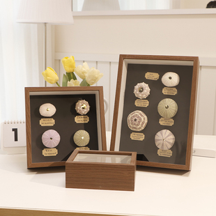 海边海胆贝壳海螺diy标本手工礼物纪念画框中空干花展示相框摆台