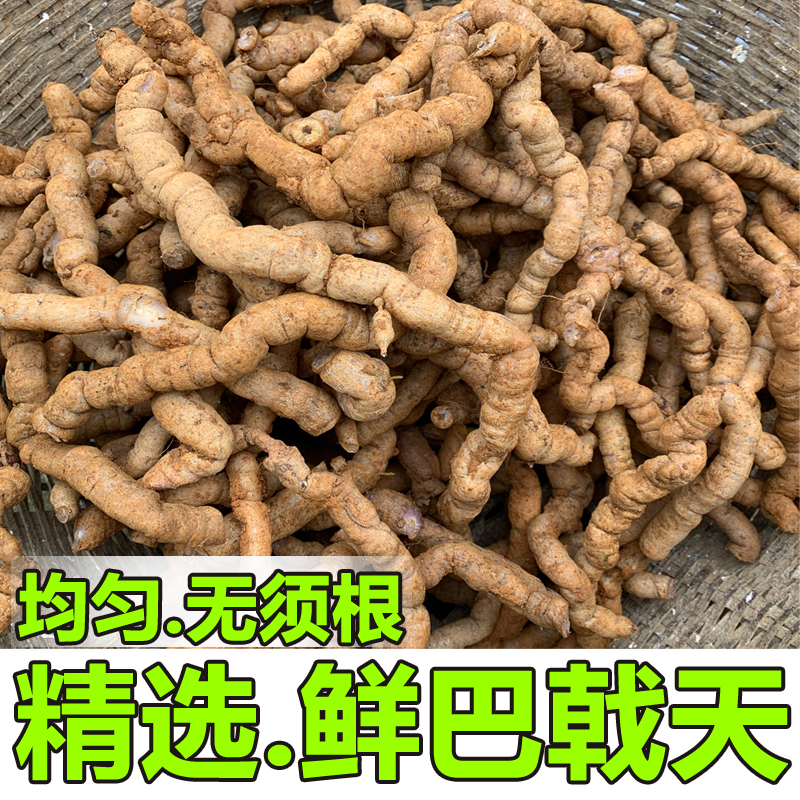 精选新鲜巴戟天中药材修剪特级鸡肠风非野生凤眼根产地巴戟天直销