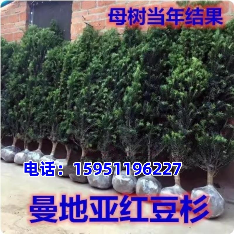 耐寒曼地亚红豆杉大树苗盆栽红豆杉地栽别墅室内客厅庭院均可栽植