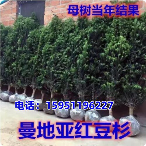 耐寒曼地亚红豆杉大树苗盆栽红豆杉地栽别墅室内客厅庭院均可栽植