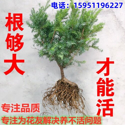 红豆杉树苗曼地亚小型盆栽正宗盆景苗植物室内绿植曼地亚红豆杉