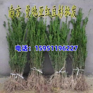 曼地亚红豆杉树苗小苗南北方东北盆栽地栽苗露天苗占地征地苗小苗