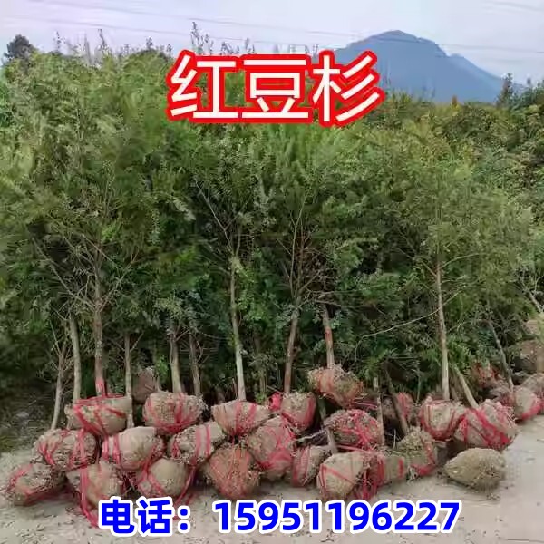 红豆杉树苗大树公母正宗南方名贵树庭院阳台地栽盆栽盆景绿植花卉