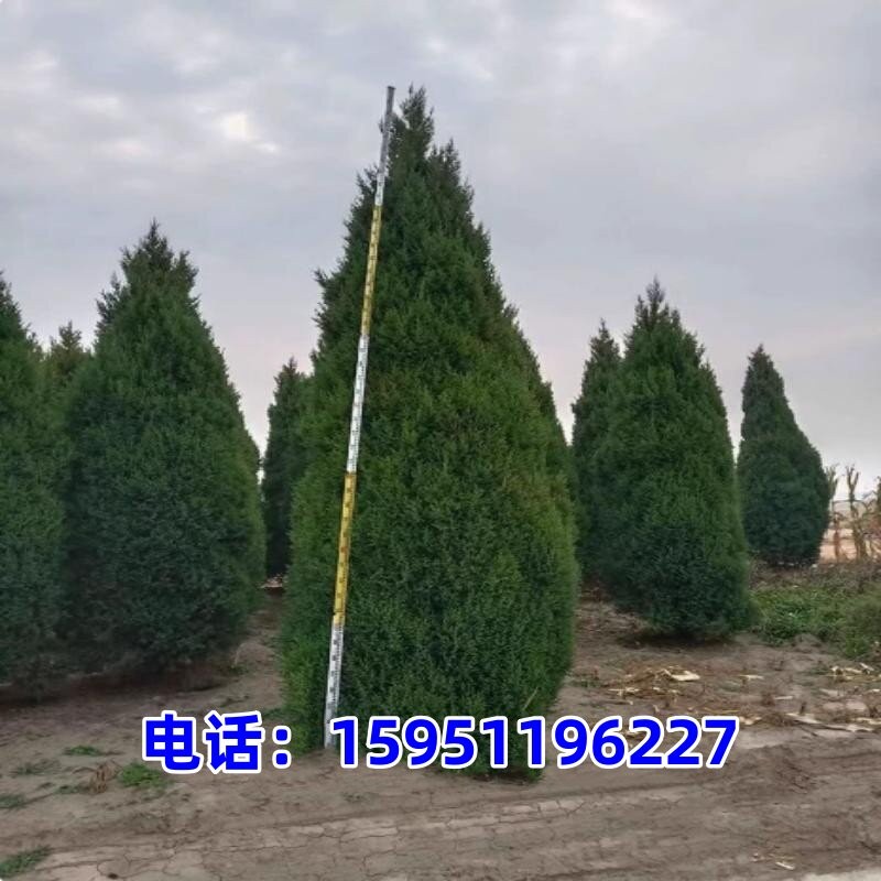 柏树树苗大树塔柏四季常青松蜀桧苗柏木树苗宝塔松松柏树龙柏树苗