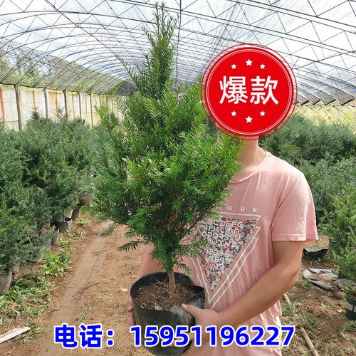 耐寒正宗东北红豆杉树苗大树绿植花卉盆栽盆景植物室内庭院植物