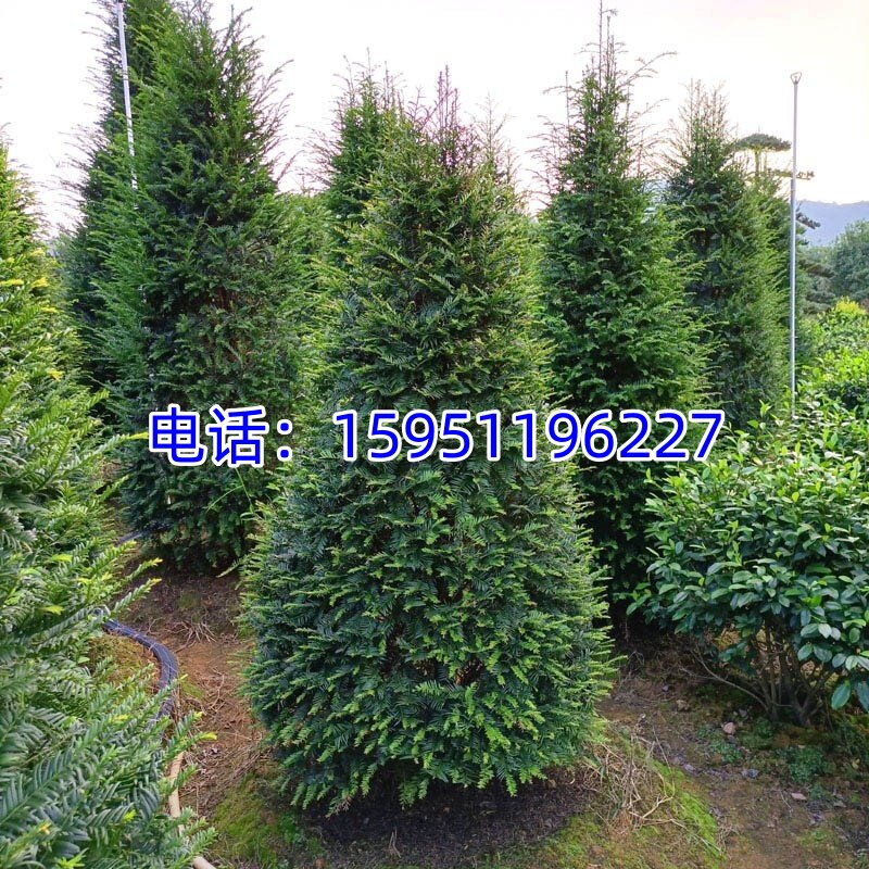 正宗南方红豆杉树苗耐寒别墅庭院花园绿植盆栽地栽珍稀名贵苗木