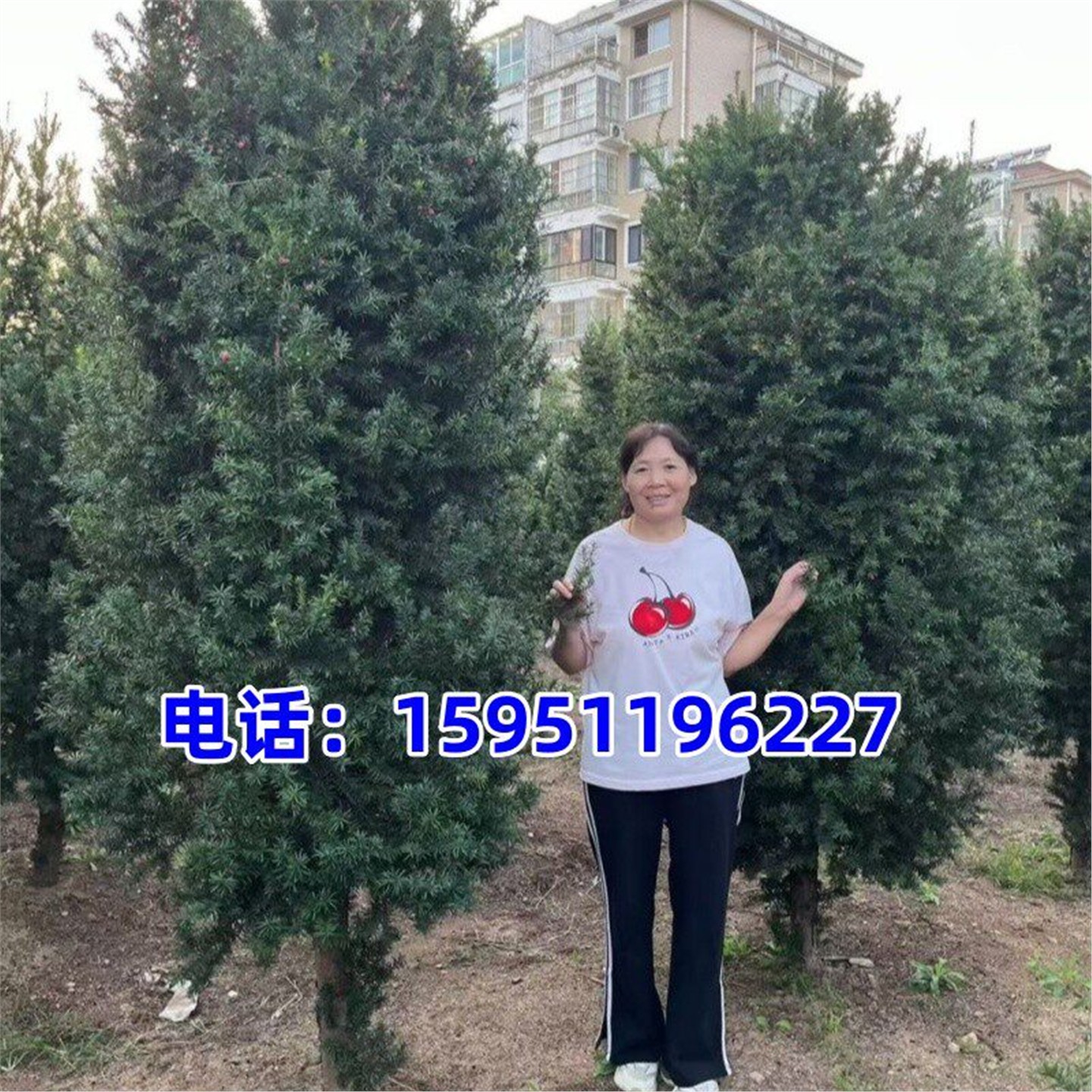 正宗曼地亚红豆杉别墅庭院树苗大型红豆杉盆景庭院栽植耐寒植物
