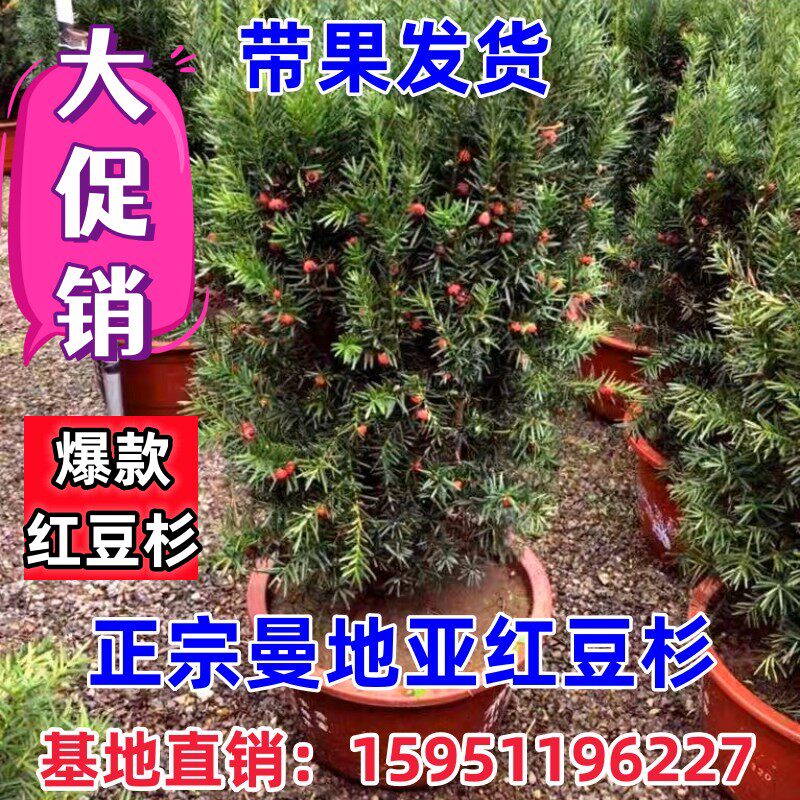 曼地亚红豆杉美国树苗盆栽室内北方红豆杉绿植净化吸甲醛耐寒植物 - 实物图