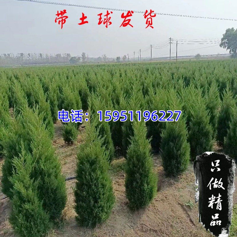 塔柏树苗带土柏树树苗桧柏树苗柏木苗圆柏松树苗龙柏树苗柏树松树图片