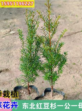 东北红豆杉批发红豆杉苗耐寒植物
