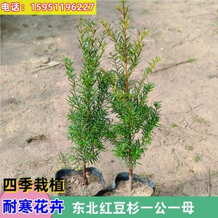 正宗东北红豆杉树苗正宗绿植地栽室外盆栽盆景苗庭院耐寒植物阳台
