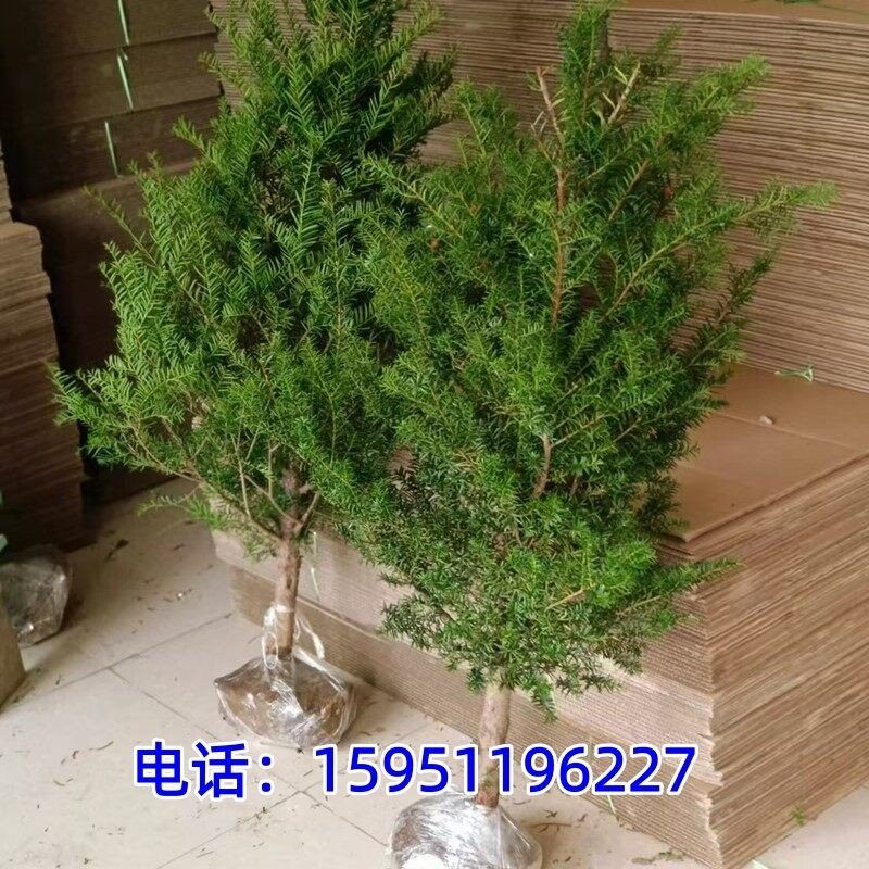 东北红豆杉树苗大树小苗盆栽分公母耐寒耐旱植物南北方名贵树盆景,鲜花速递/花卉仿真/绿植园艺,大型绿植/成品组合盆栽,淘宝优惠券,粉丝福利购,淘宝优惠卷