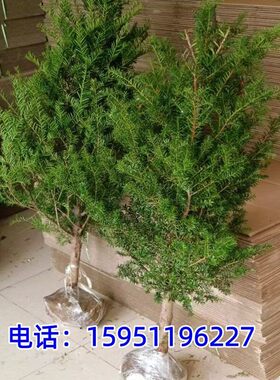 东北红豆杉树苗大树小苗盆栽分公母耐寒耐旱植物南北方名贵树盆景