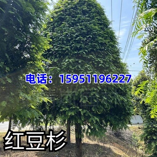 红豆杉树苗大树盆栽带果南方曼地亚老桩造型紫衫树庭院绿化植物