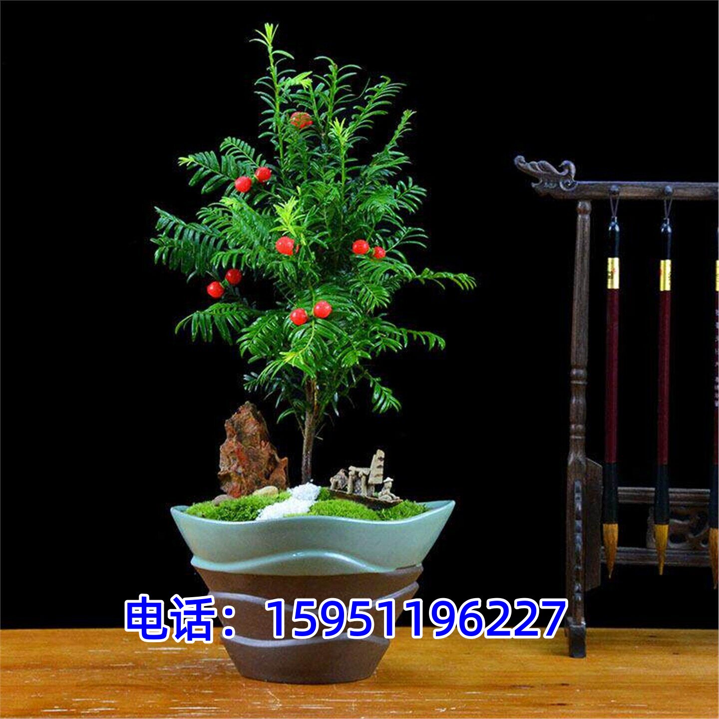 红豆杉树苗红豆杉苗木盆栽红豆杉树苗室内外花卉绿植红豆杉大树苗