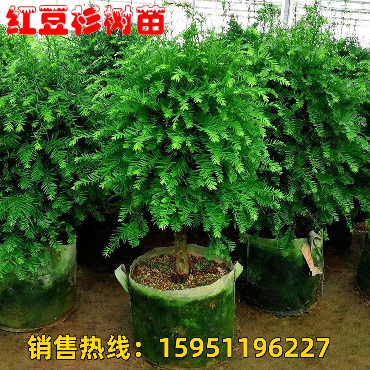 别墅庭院栽植红豆杉盆景苗常青