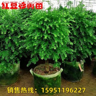 正宗红豆杉盆景苗别墅庭院室外栽植四季常青耐寒绿植名贵树种