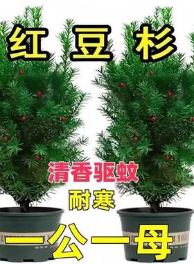 红豆杉盆栽带果发货曼地亚红豆杉大树苗室外庭院地栽耐寒盆景绿植