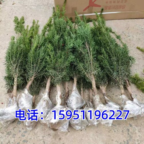 曼地亚红豆杉树苗小苗南北方东北盆栽地栽苗露天苗占地征地苗小苗