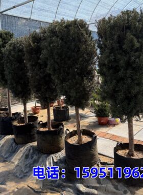 红豆杉树苗大树盆栽带果南方曼地亚老桩造型紫衫树庭院绿化植物