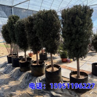 红豆杉树苗大树盆栽带果南方曼地亚老桩造型紫衫树庭院绿化植物