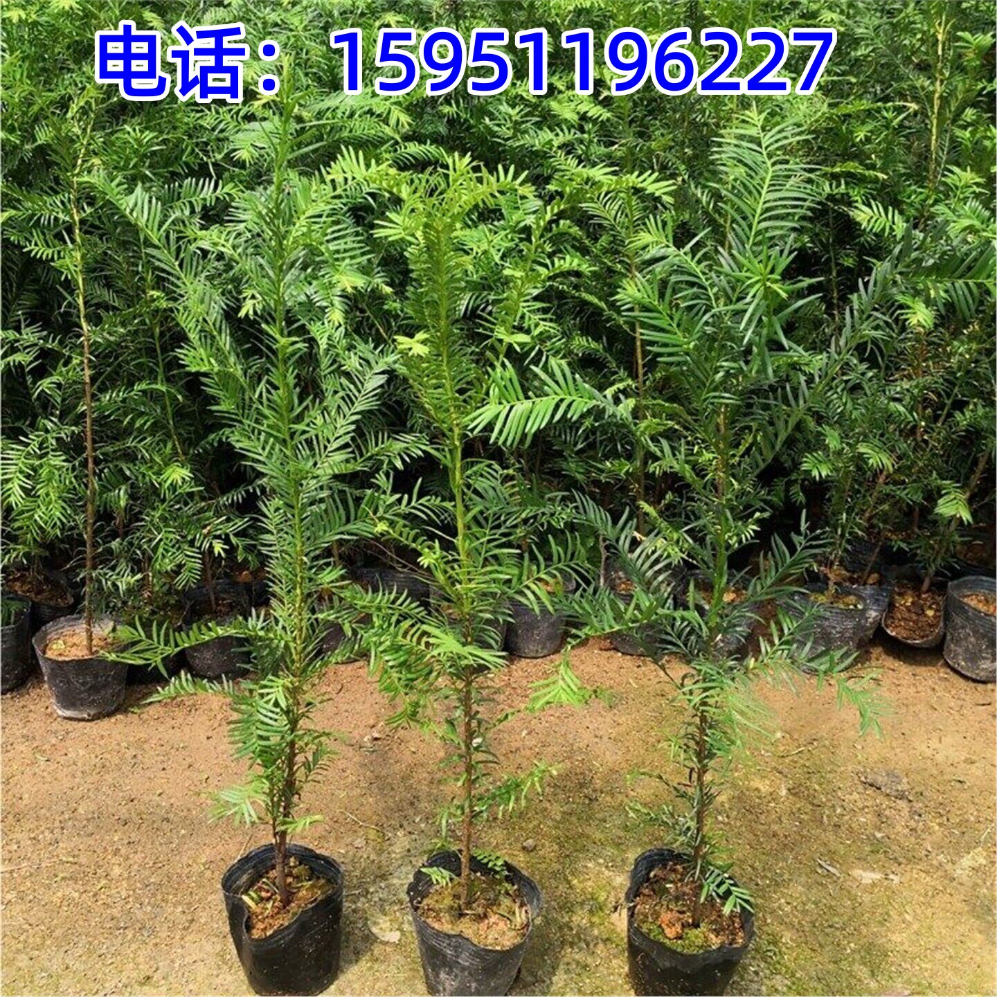 南方红豆杉树苗盆栽盆景办公室绿植花卉大型庭院公母搭配结果植物