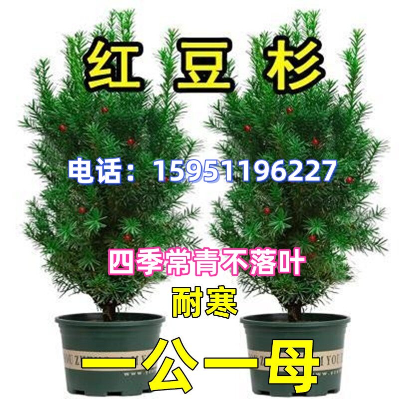 红豆杉树苗室内外净化空气除甲醛植物庭院地栽盆栽曼地亚红豆杉苗