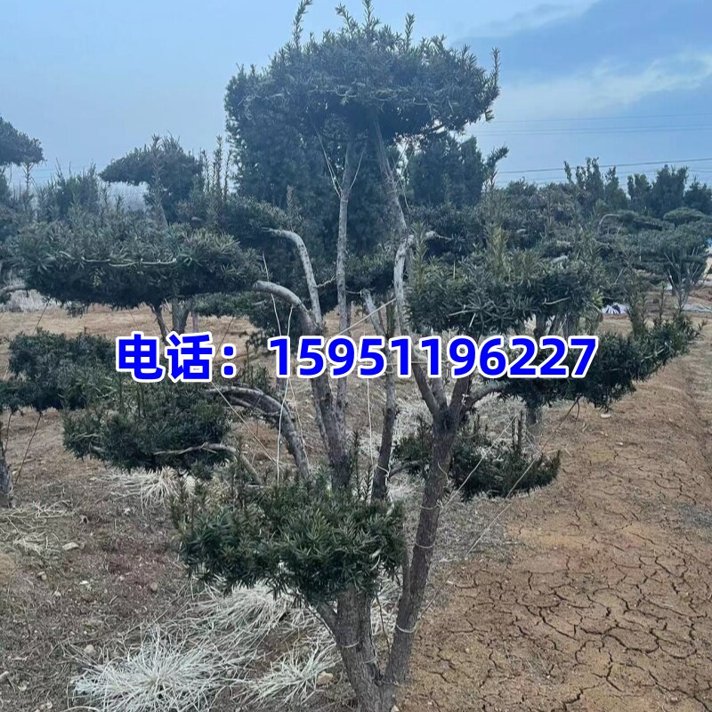 曼地亚红豆杉造型景观树云片式别墅庭院植物苗上档次绿植全国栽植