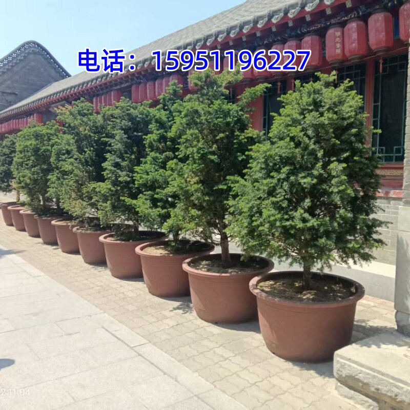 红豆杉盆栽曼地亚红豆杉树苗 红豆杉盆景盆栽树苗净化空气耐寒花