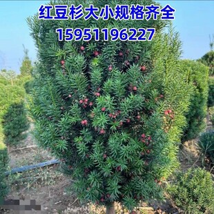 带果曼地亚红豆杉盆景树苗盆栽大树地栽庭院别墅室内客厅公母搭配