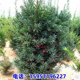 曼地亚红豆杉带果盆景树苗盆栽大树地栽庭院别墅室内客厅公母带花