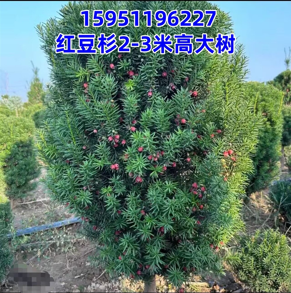 别墅高档盆景曼地亚红豆杉树苗大型红豆杉庭院四季常青植物耐寒