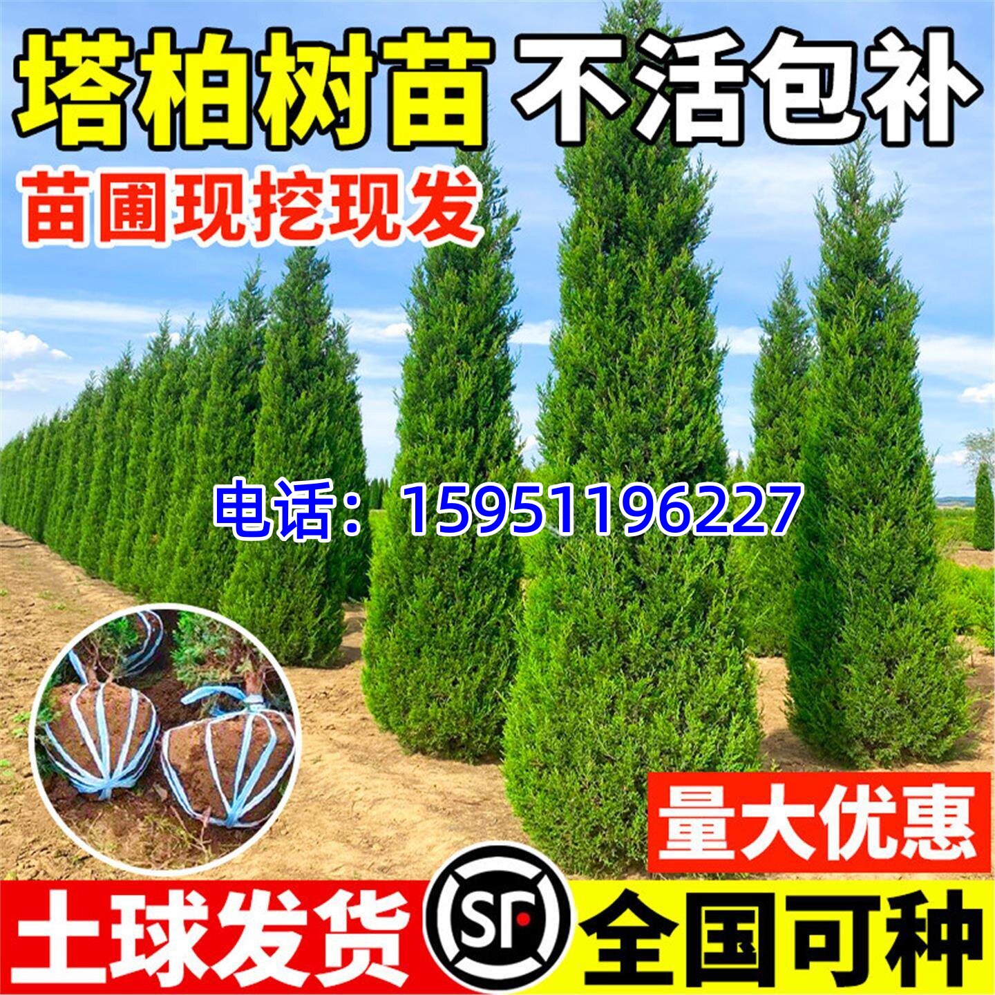 柏树树苗塔柏侧柏龙柏墓前树苗耐寒植物四季常青庭院行道风景大树