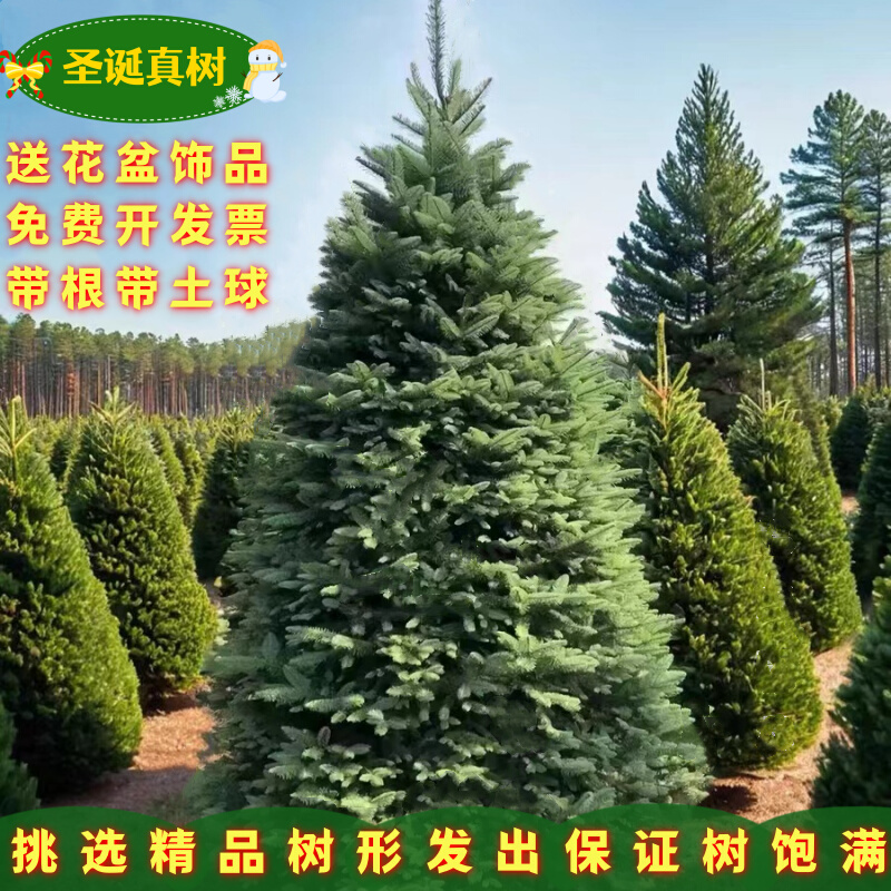 真圣诞树真树盆栽真正的圣诞真树挪威云杉树苗活的圣诞树绿植活树