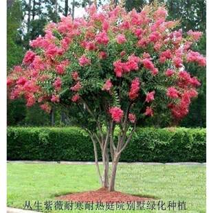 紫薇树苗丛生紫薇树红火箭花百日红紫薇盆栽别墅庭院绿化风景树木