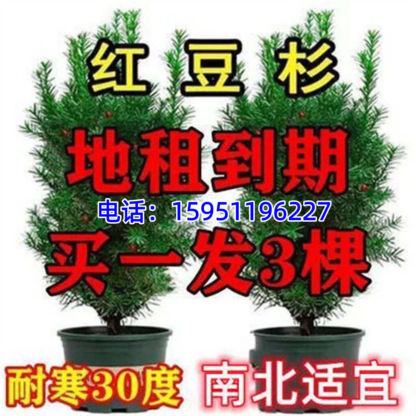 盆栽地栽正宗曼地亚红豆杉盆栽盆景南北四季好养耐寒植物花卉