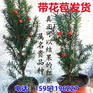 紅豆杉樹苗曼地亞盆栽花期帶花苞公母樹東北耐寒植物基地直銷