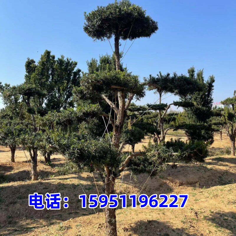 曼地亚红豆杉造型景观树云片式别墅庭院植物上档次绿植红豆杉常青