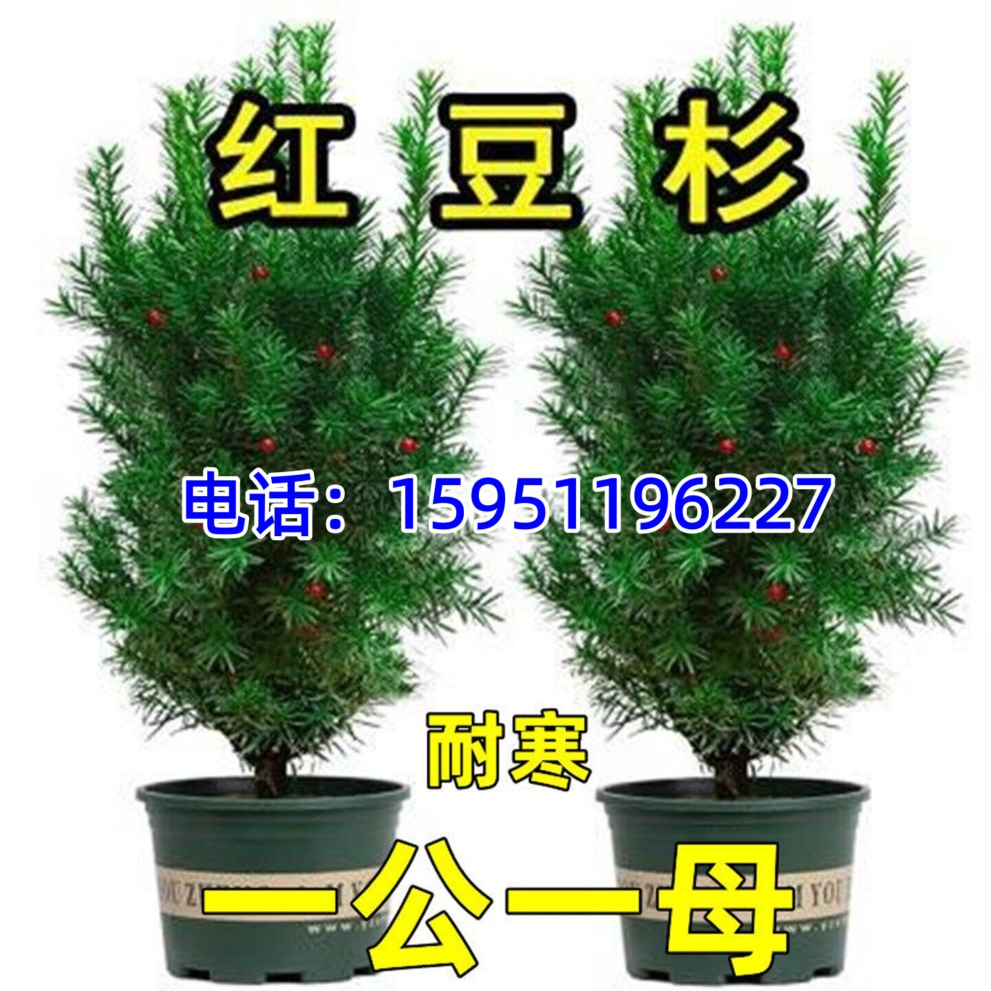 红豆杉树苗红豆杉盆栽红豆杉树苗室内外花卉绿植盆景植物四季好养