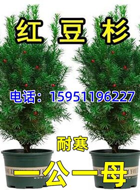 红豆杉树苗红豆杉盆栽红豆杉树苗室内外花卉绿植盆景植物四季好养