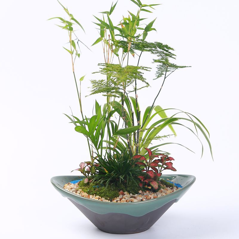 兰花组合家用盆室内创意陶瓷绿植盆景盆摆件蝴蝶兰文竹紫砂多肉盆