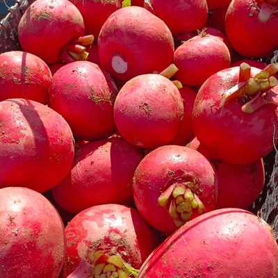 湖北红安特产胡家河红宝萝卜农家肥露天种植的红皮白萝卜