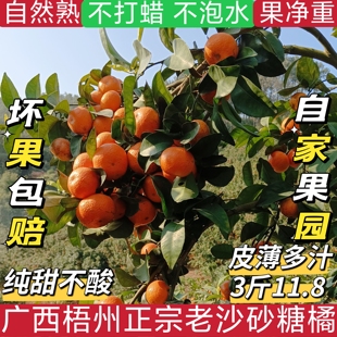 新鲜砂糖橘广西梧州正宗沙糖桔皮薄多汁自家果园当季水果整箱净重