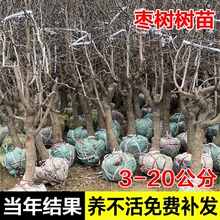 特大枣树活苗大枣超甜冬枣葫芦枣树南方北方四季种植庭院果树大树