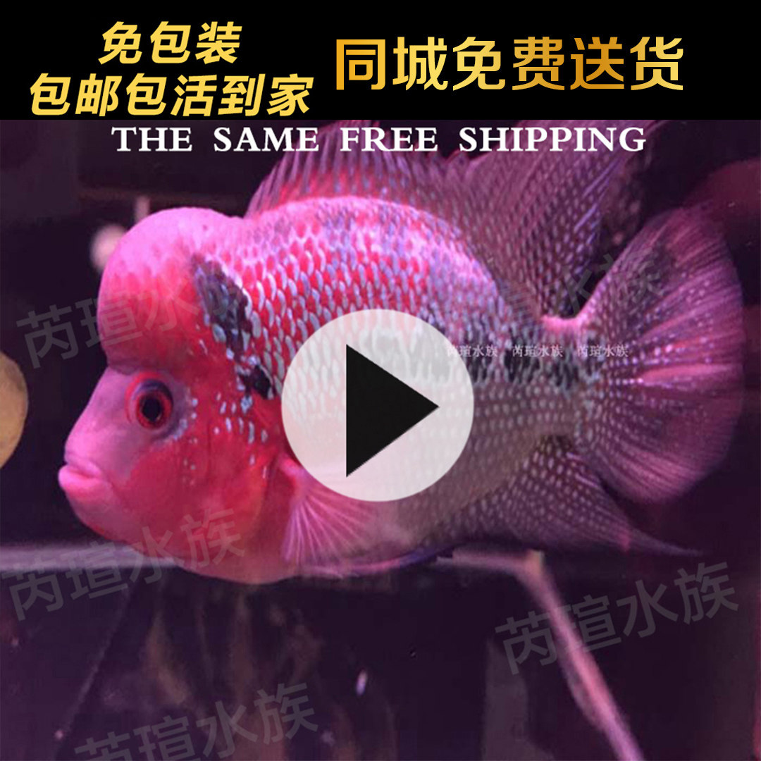 芮瑄水族混养活体热带观赏鱼