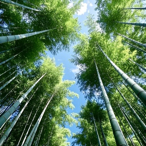 浙江毛竹苗抗风耐旱竹子苗带根带土工程绿化苗南方北方成活率99%