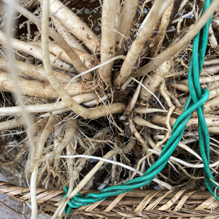 大蓟根新鲜顺丰炖排骨头煲鸡汤马刺刺菜鸡脚刺鸡母刺山萝卜牛口刺