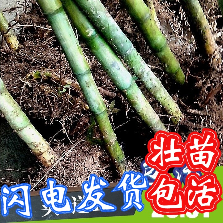 顺丰雷竹苗种植食用冬春笋苗金竹早苦竹石竹花竹毛竹楠竹刚竹根鞭